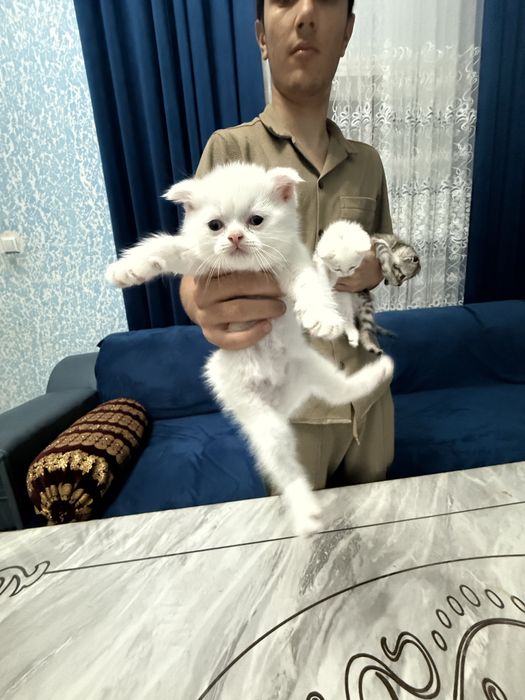 Продаются котята,порода :Скотиш Фолд (мрамор)