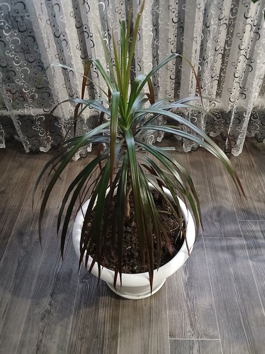 Продам комнатные растения