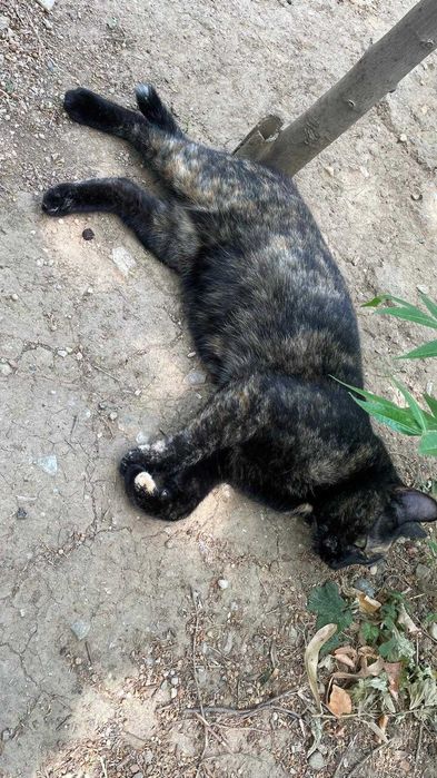 Tortie, pisicuta sterilizata pentru adoptie