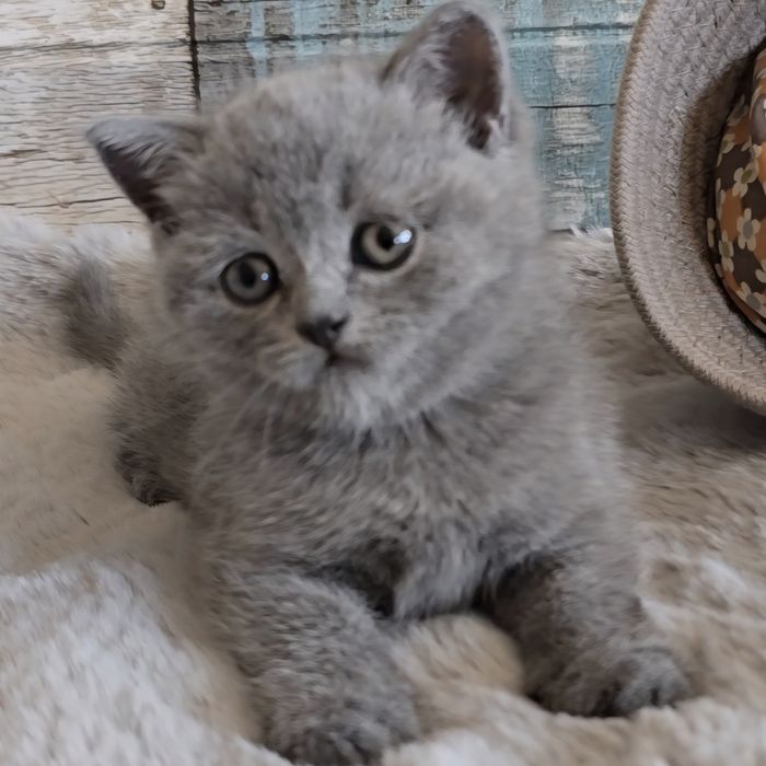 Британски котета с родословие. Чистокръвни котенца