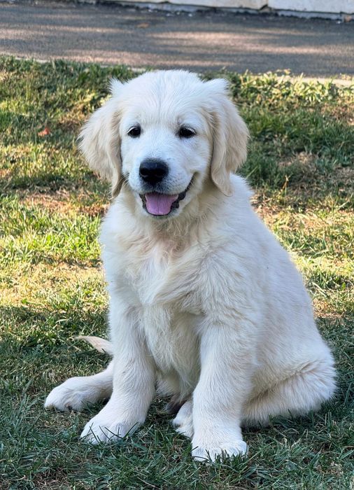 Pui Golden Retriever