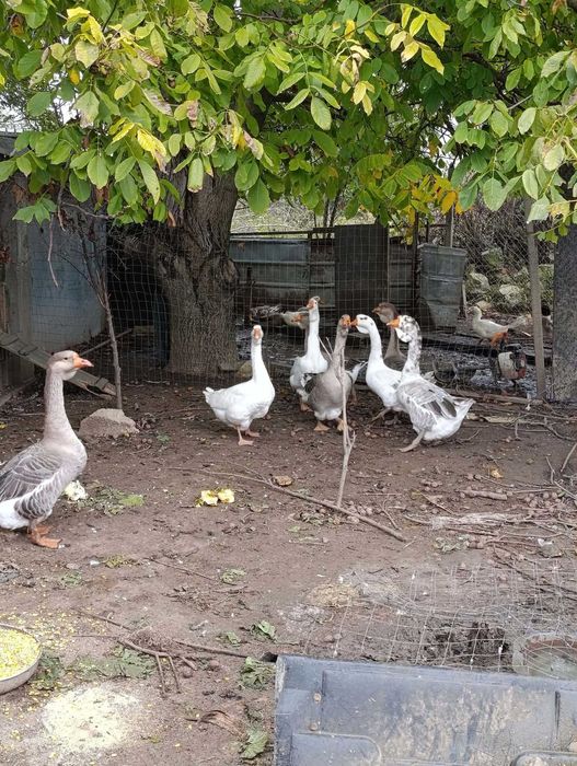 Продавам осем  гъски