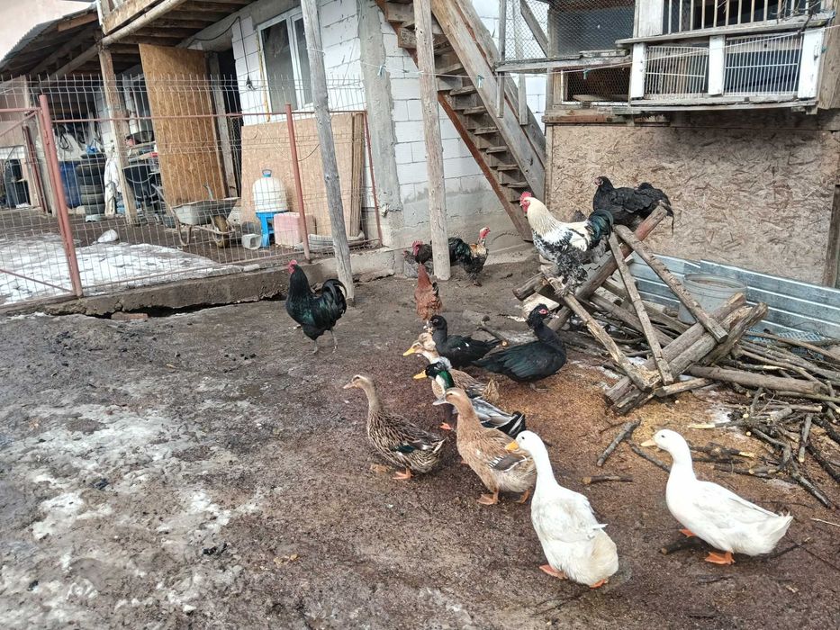 Vînd găini țărănești