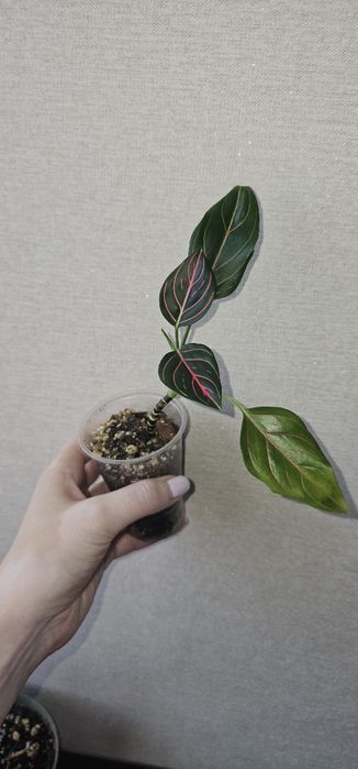 Аглаонемы адаптированные