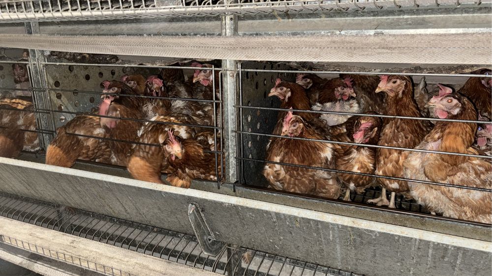 Куры несушки красные