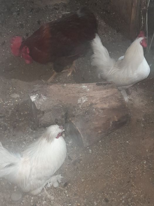 Xoroz 1ta kotta xashaki 2ta Yaron Xoroz 250ming xammasi kelishamiz