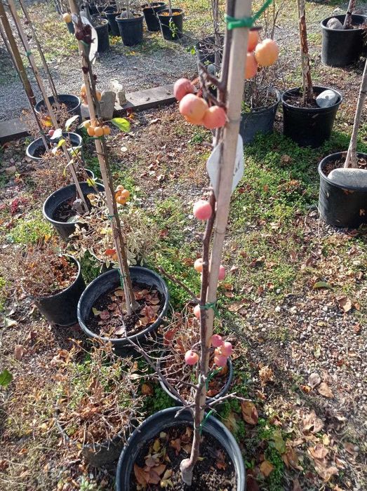 Ранетки импортные