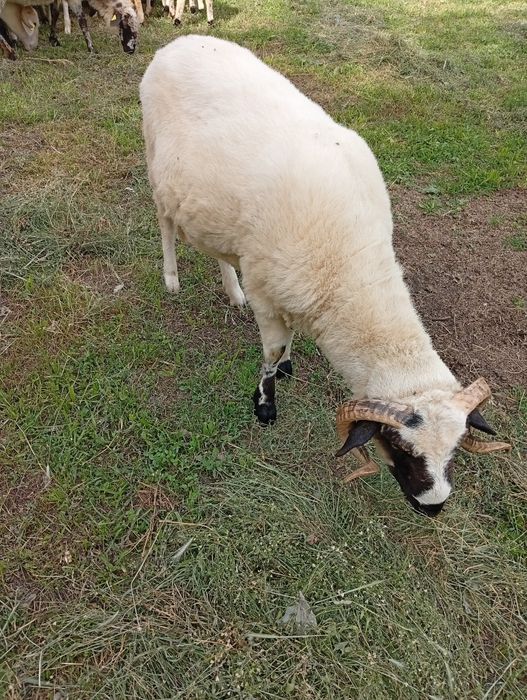 De vânzare un berbec mior vârstă 1 an rasa țurcan breaz!