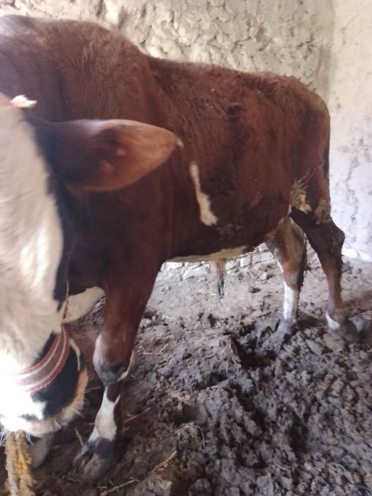 Гигант Голландиский Катта буладиган Хукиз бокилса зотдор катта булиб с