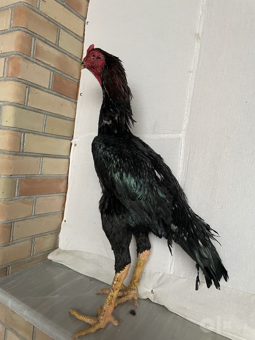 O shamo zot Tanachi vesi 5,3 kg Oʻyini ham bor