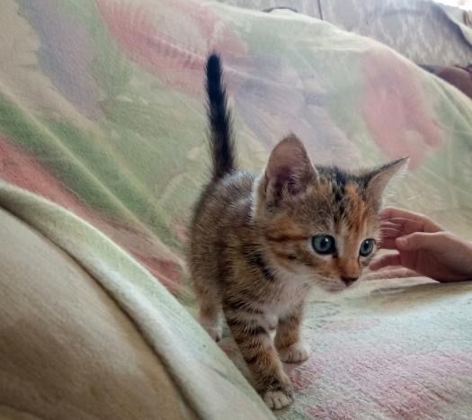 Отдам котят  милых