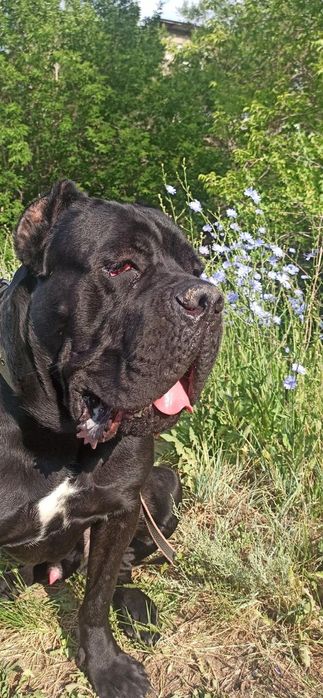 Кане Корсо продается