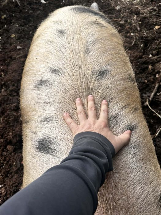 Продавам мъжко прасе