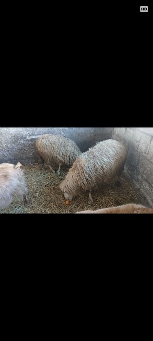 Vând căpriță de un an și. O capră care trebuie să fete și o oaie și mi