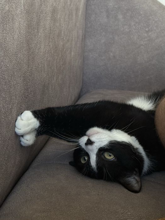 Срочно, кот ищет дом