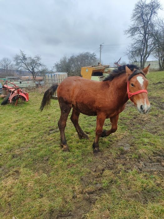 Vând mânz  cuminte