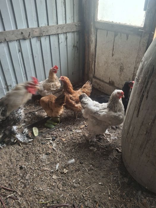 Продам куры, петух
