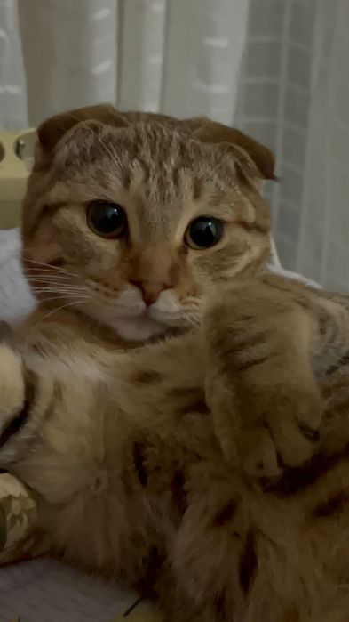 Кота в добрые руки