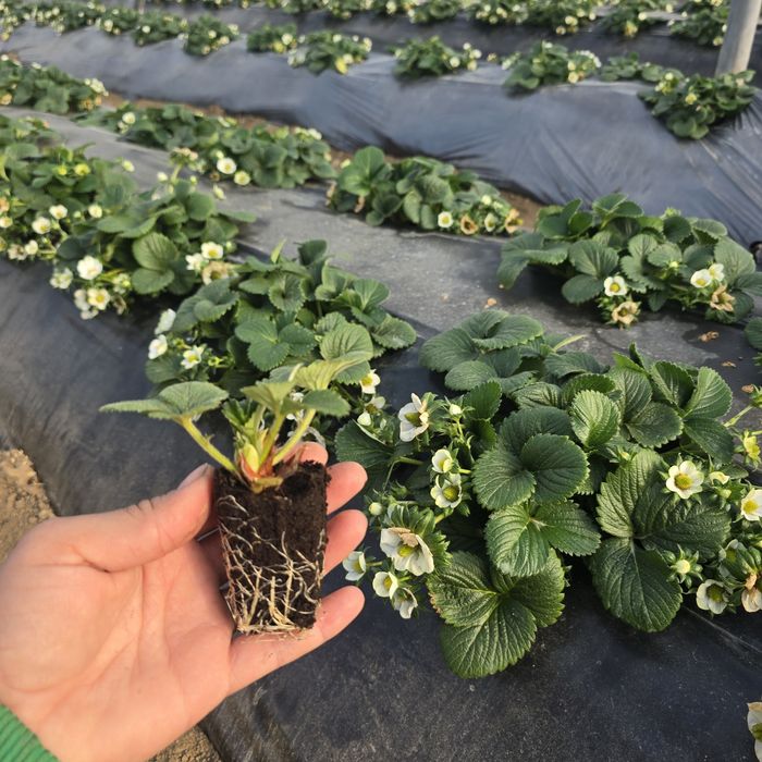 Разсад целогодишни ягоди