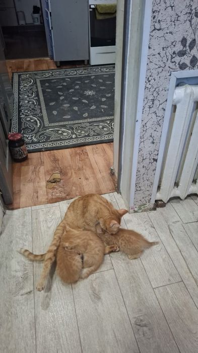 Отдам рыженьких котят