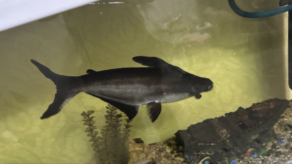 Аквареумные рыбки