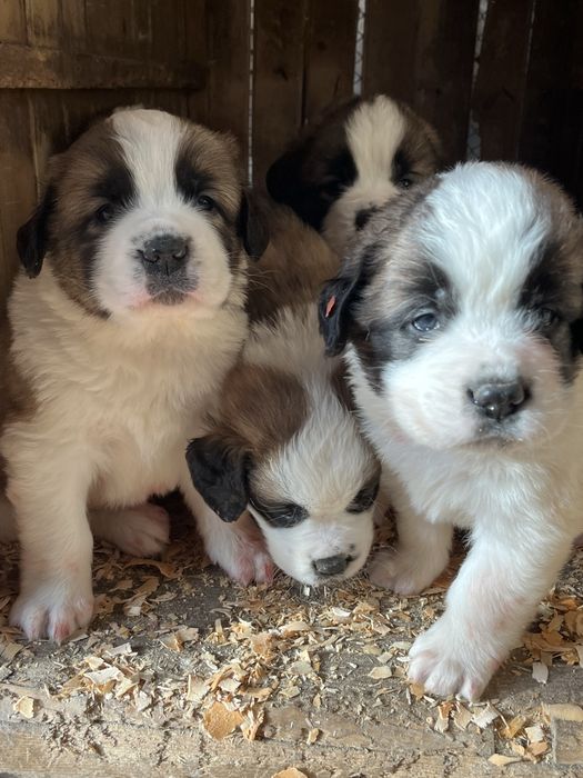 Щенки сенбернара