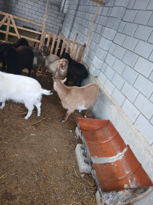 Орыс ешкі ұрғашы лағымен