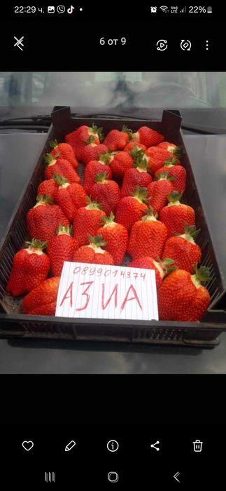 Разсад ягоди и малини