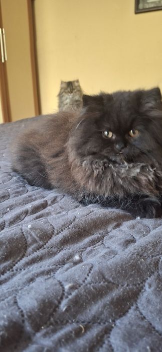 Персийски котета