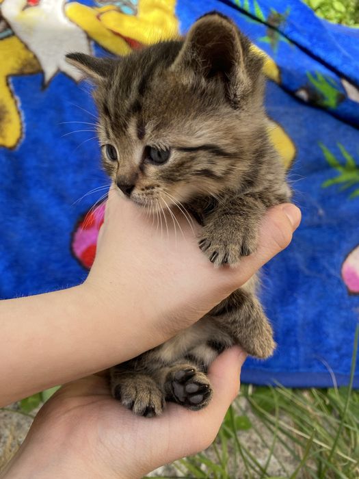 продам котят только отвественым