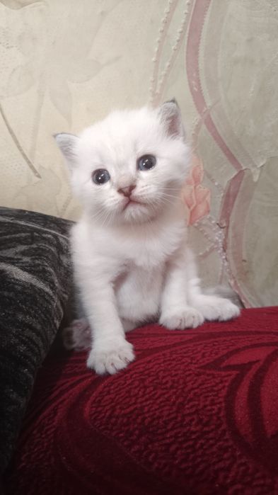 Отдам котенка, девочка, бело-молочная