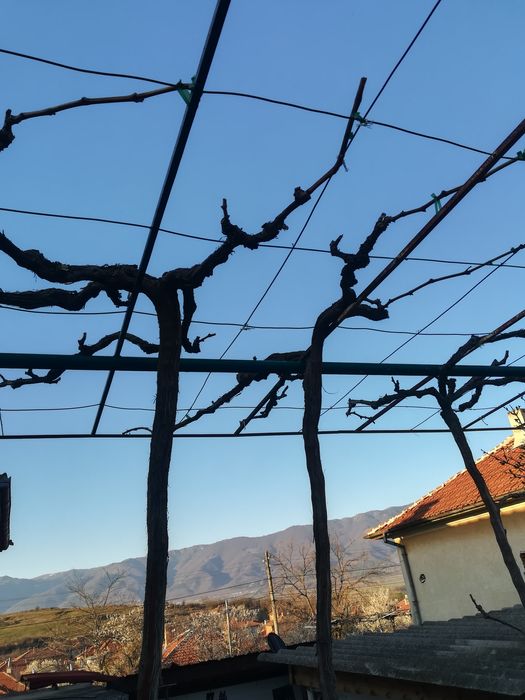 Резитба на овошки, лозя, асми и др