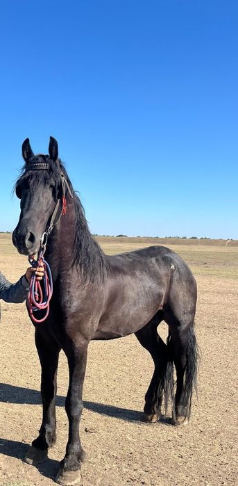 Vând sau schimb pe oii