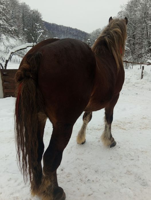 De vânzare mânz...