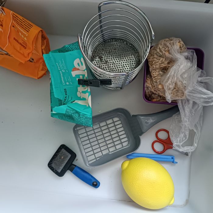 Продам морских свинок.