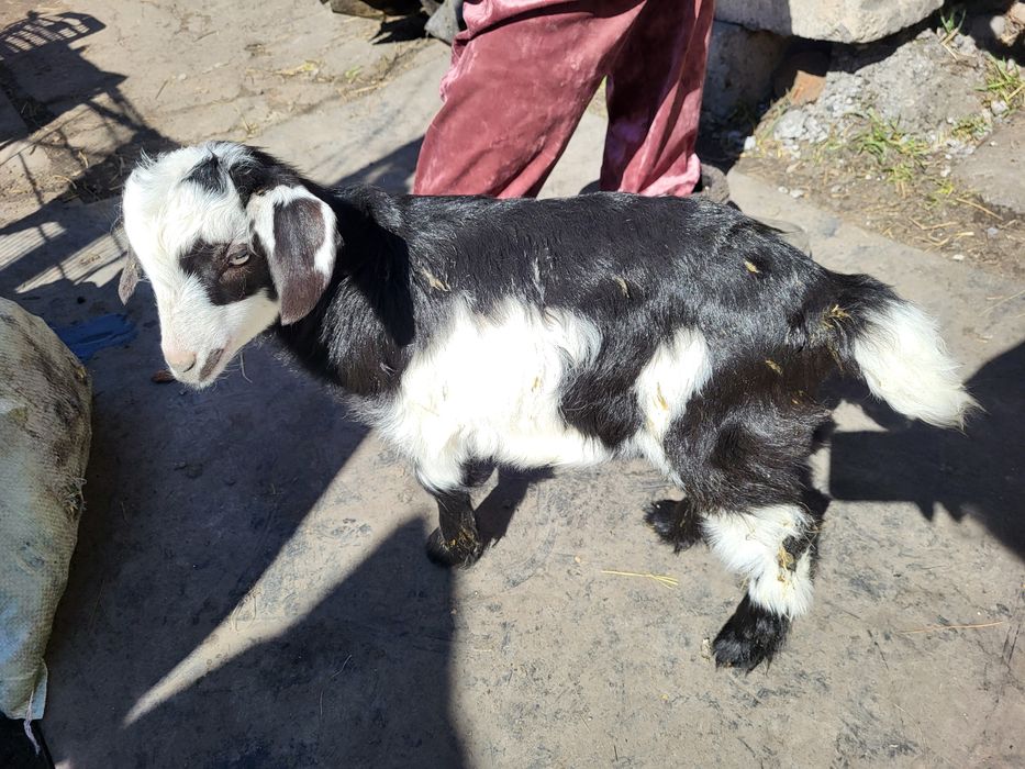 Козлята молочные