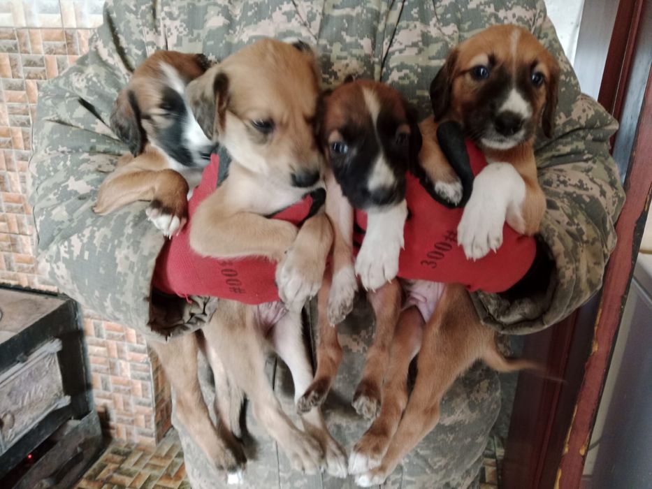 Тазы чистокровные