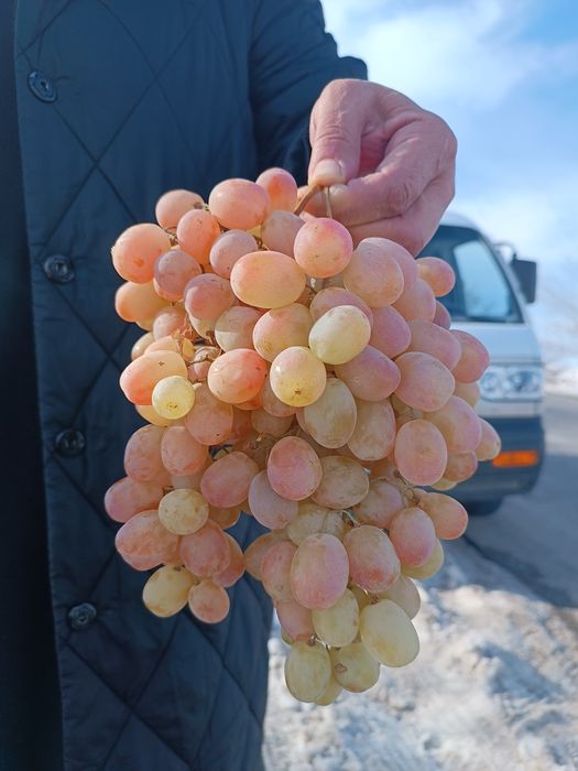 Taypi uzum ko'chatlar