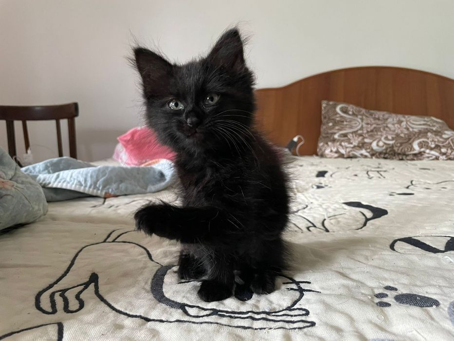 Чёрные котята, мама шотландская