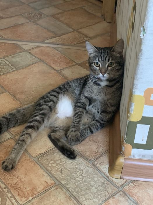 Животные в добрые ручки