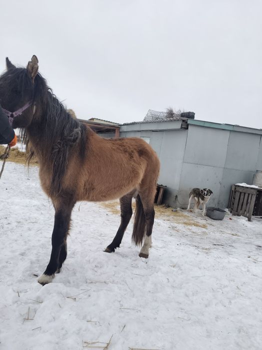 Бие сатам Кобыла продаю