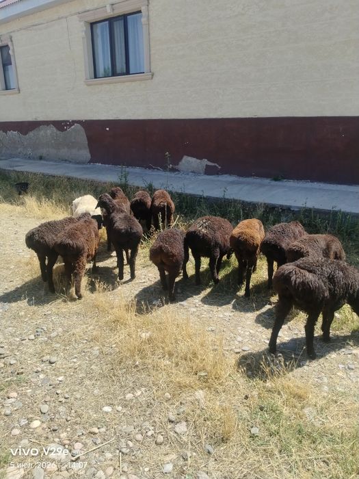 Козы кошкарлар сатылады