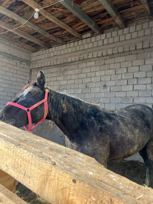 Biya Ot . сотилад