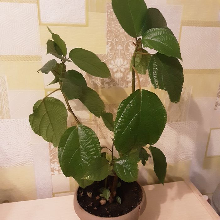 Комнатные цветы, алое