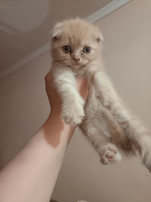 Scottish fold va strayt mushukchala
