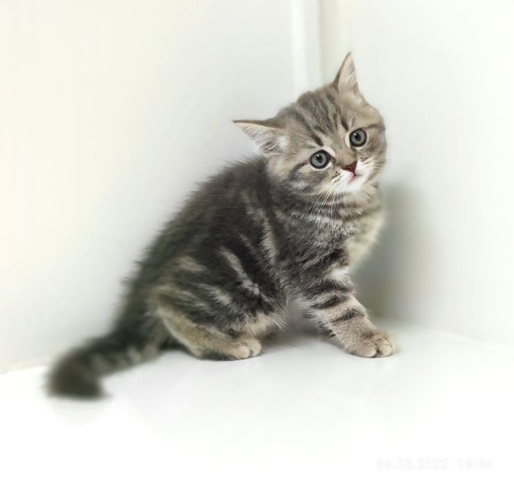 ШотЛанДскиЕ ДевОчкИ и МальЧики