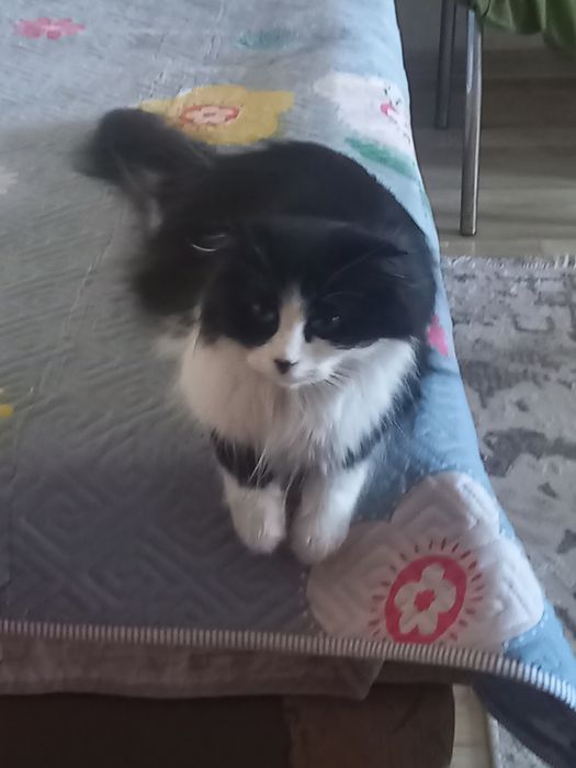 ищем кота! для весолухой