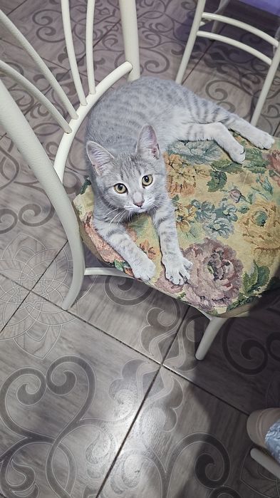 Отдам  котёнка в добрые руки.