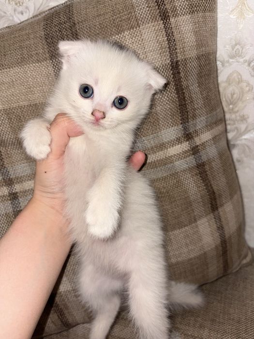 Mushuchala / Котяты