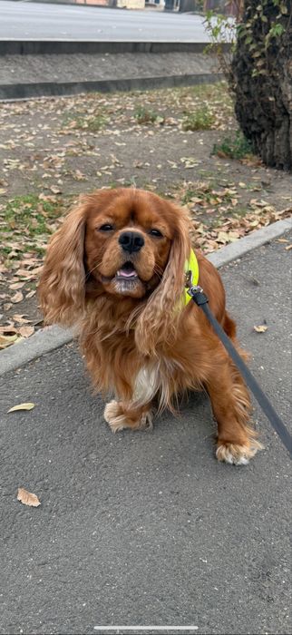 Кавалер Кинг Чарльз Спаниель